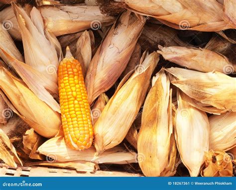dry corn stock image image  nutrition vitamin nature