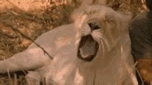 Yawning Lion Gif