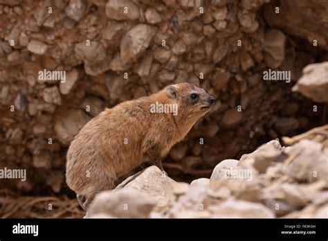 Hyrax This rodent looking animal lives in Ein Gedi in Israel Stock ...