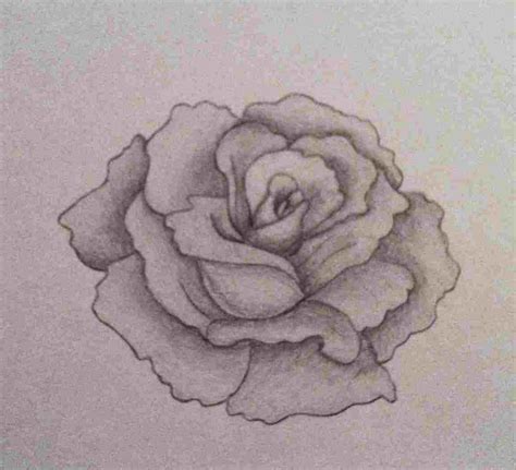 Shaded Rose Drawing at PaintingValley.com | Explore collection of Shaded Rose Drawing