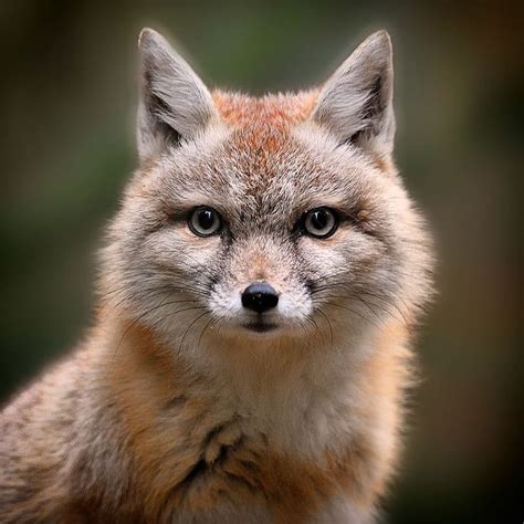 The corsac fox (Vulpes corsac), also known simply as a corsac, is a ...