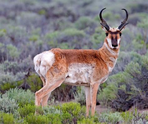 The Fastest Animals on Earth | Britannica