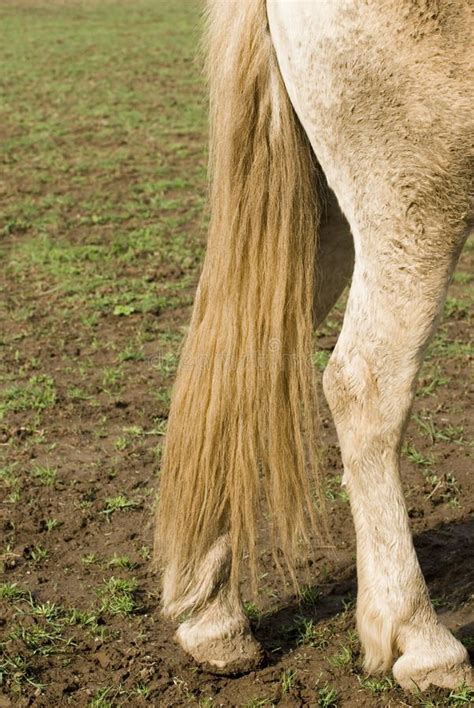 Horse tail stock image. Image of white, farm, breeding - 4924213