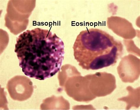 Basophil Histology.