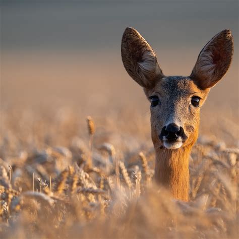 Total deer harvest down over 10% in Maryland, down even more in Western