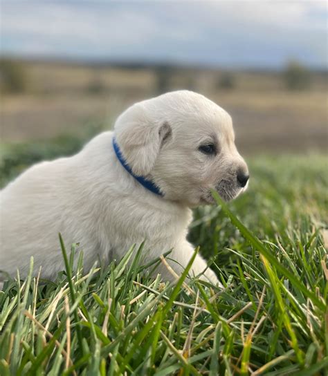 Labrador Retriever (Lab) Puppies For Sale In Montana