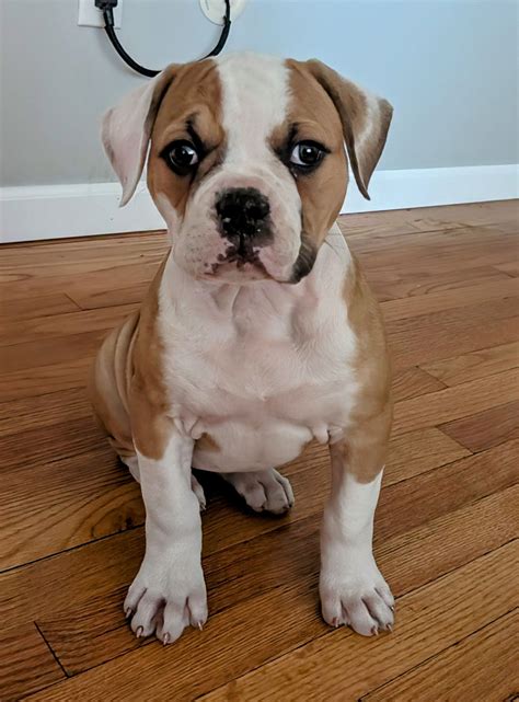 Berg American Bulldogs | Madison WI
