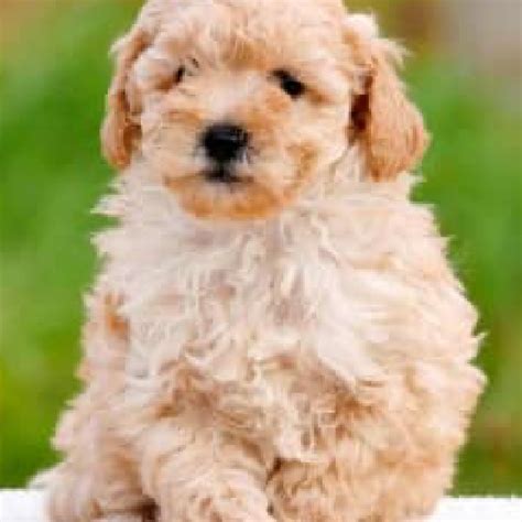 Poodle X Bichon - Robin - PetsForHomes