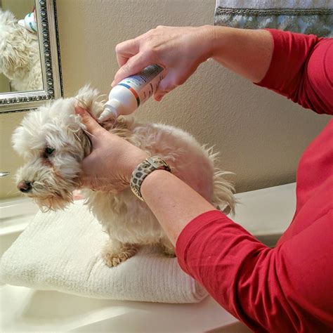 Dogs Luv Us and We Luv Them: Clean Dogs' Ears Naturally With BVH Pet Care Dog Ear Cleaner