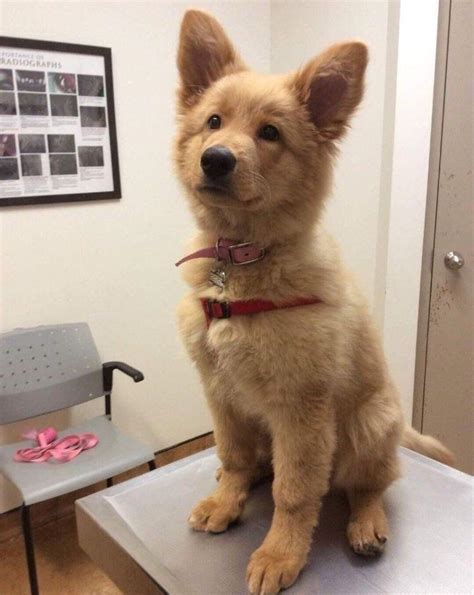 Golden Shepherd Mix