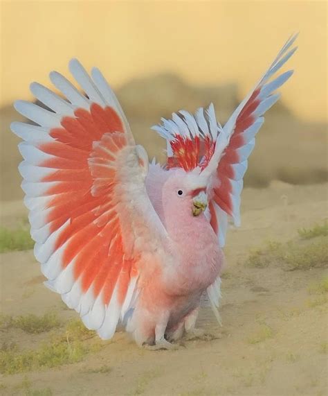 pink cockatoo  stunning bird  australia cockatoo  feathers