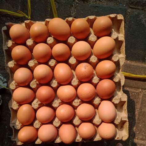 jual telur omega  kg shopee indonesia