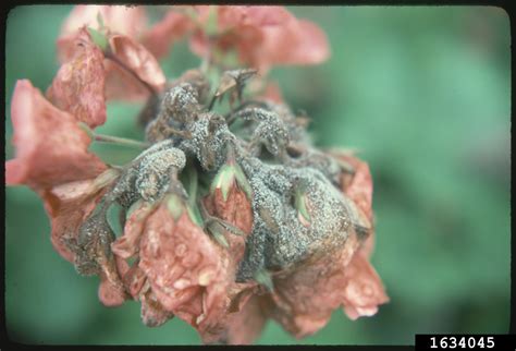 gray mold (Botrytis cinerea) 