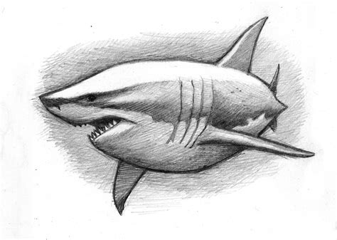simple drawings of sharks 10
