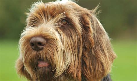 Spinone Italiano Dog: History, Care, Facts - Animal Gator