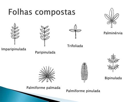 Folhas Compostas - PPT - Folhas PowerPoint Presentation, free download - ID:1974669