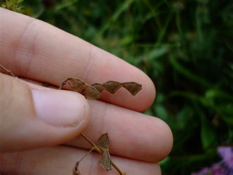 Desmodium glabellum (Dillenius' Tick Trefoil)