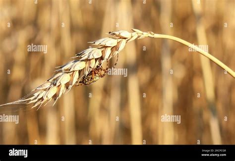 detail  spider  corn stalk stock photo alamy