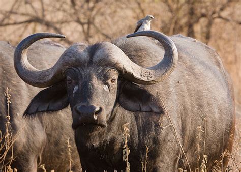 Africa’s 15 Large Herbivorous Animals of Savanna