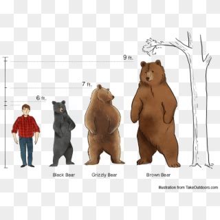 Comparison Of Commonly Found Bears And Their Sizes - Comparison Kodiak Bear Height, HD Png ...