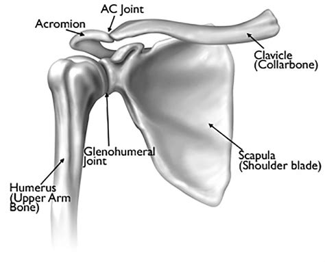 shoulder anatomy
