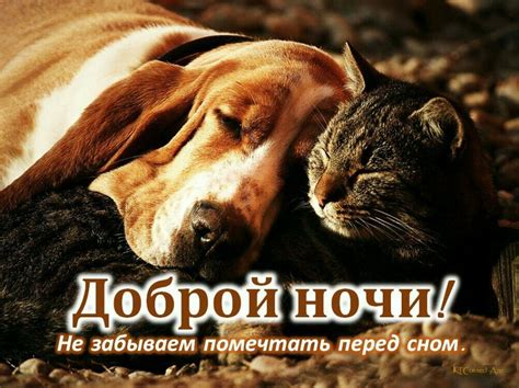 Спокойной ночи | Animals, Dogs, Good night