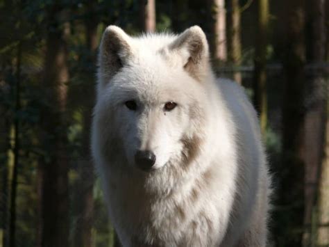 Picture 1 of 9 - Arctic Wolf (Canus Lupus Arcticus) Pictures & Images ...