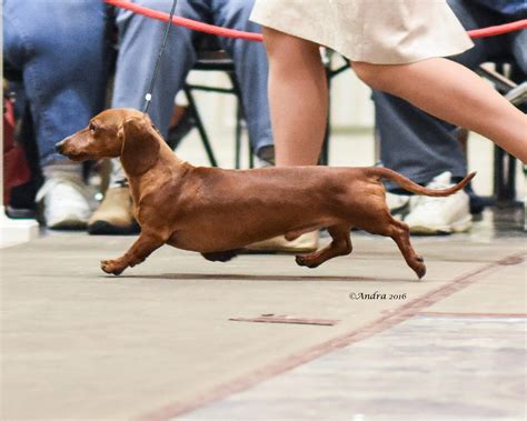 Champion Miniature Dachshunds