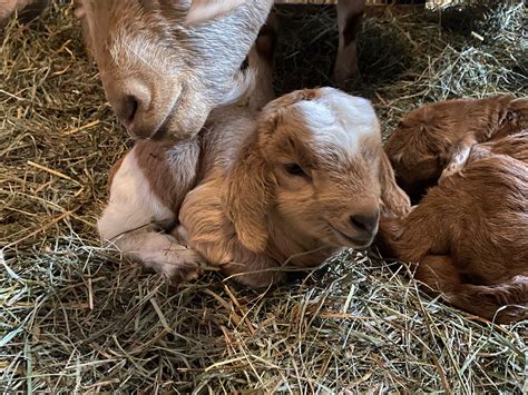 Your daily dose of cuteness -... - Mass Audubon Allens Pond