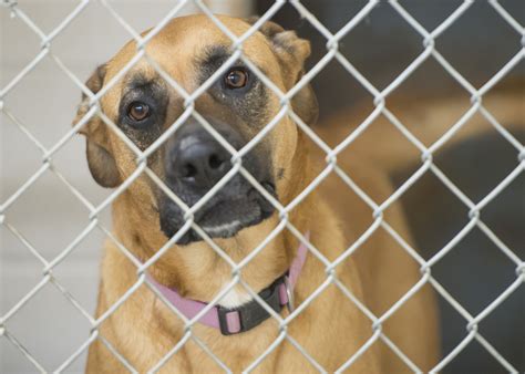 Food cost increases hitting shelters hard | News Letter Journal