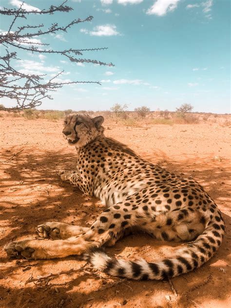 Top 999+ Cheetah Print Wallpaper Full HD, 4K Free to Use
