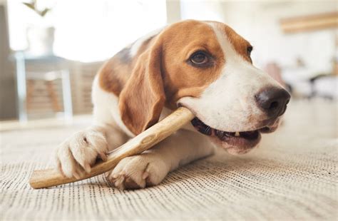 how to treat gum disease in dogs