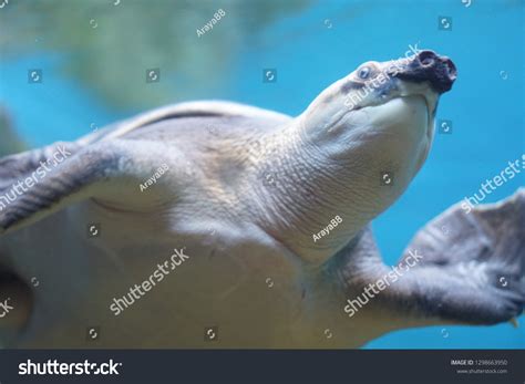 pig nose turtle stock photo  shutterstock