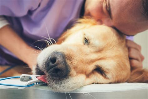 whats  procedure  dog euthanasia stumpblog