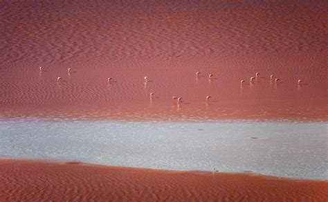 Up close with flamingos, Torrevieja salt lakes train tours