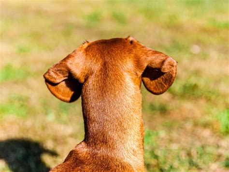 dogs occiput   bigger answered  explained petsbeamcom