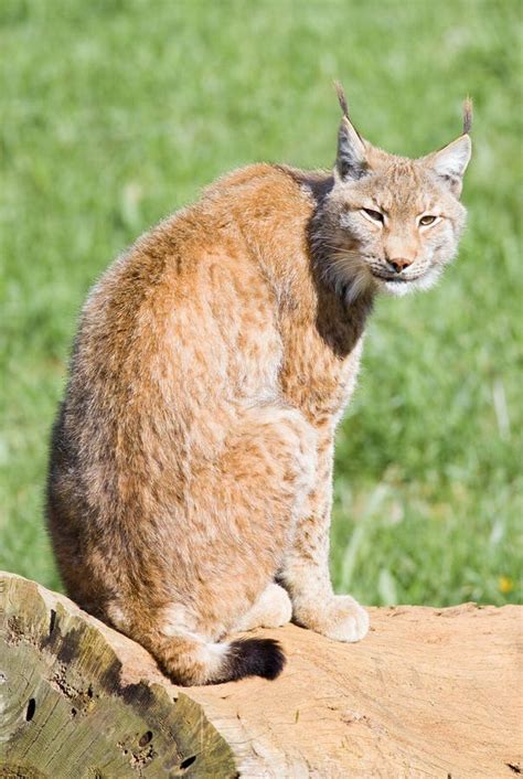 Iberian lynx stock photo. Image of beautiful, feline - 12354744