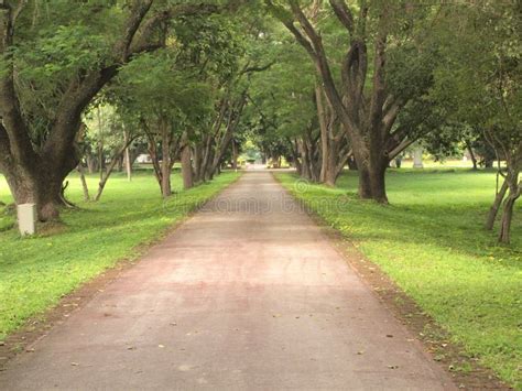 road   trees stock photo image  drive endless