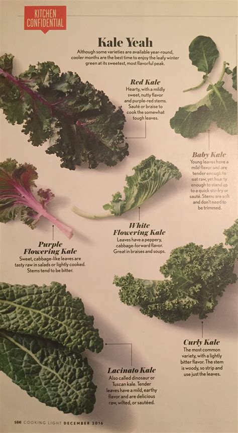 Different Kinds Of Kale Plants - Garden Plant