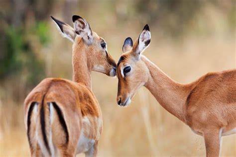 Impala (Aepyceros melampus) - Shadows Of Africa