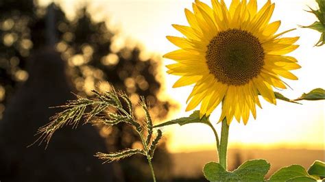 Sunflower | Windows Themes