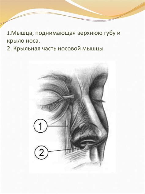 Моделирование и омоложение лица - презентация онлайн