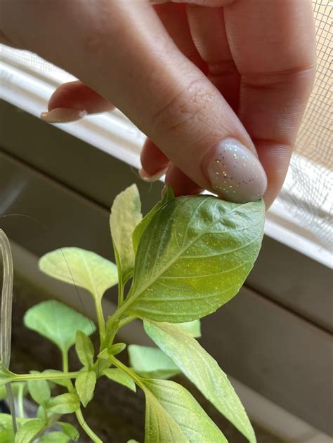 Is this thrips??!!! 😱😥 : r/houseplants