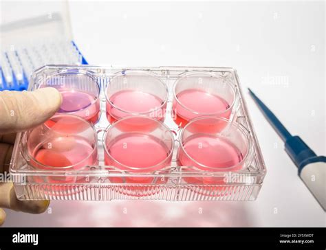 Cell technologies in biology. 6-well culture media plate Stock Photo - Alamy