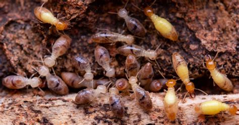 orkin  linkedin  quick reference guide  spring pestspdf