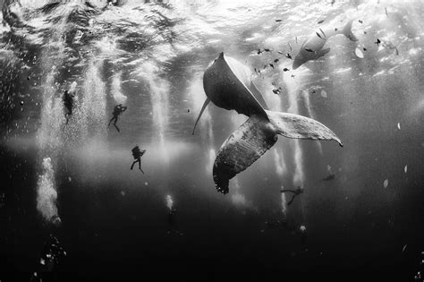Whale Whisperer by Anuar Patjane | National geographic photo contest