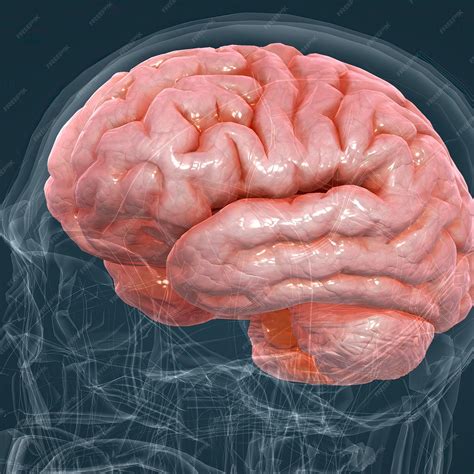 Detailed anatomy of human brain and nervous system closeup | Premium Photo