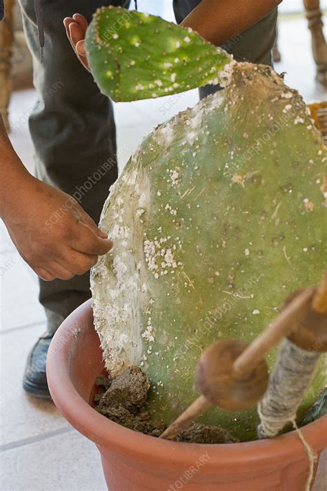 Collecting cochineal bugs - Stock Image - C025/0350 - Science Photo Library