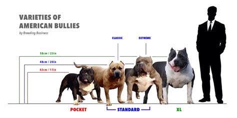 Different Types of Pitbulls — APBT, American Bully, Bulldogs, Staffies ...