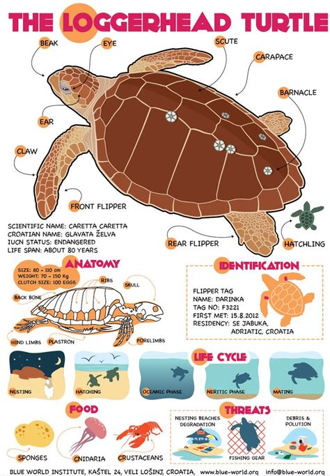 turtle anatomy poster